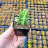 Variegated Joseph's Coat Cactus Live Plant – Opuntia monacantha f. monstruosa variegata – 2 Inch Pot – Indoor/Outdoor - Image 1