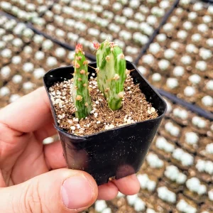 Variegated Joseph's Coat Cactus Live Plant – Opuntia monacantha f. monstruosa variegata – 2 Inch Pot – Indoor/Outdoor - Image 9