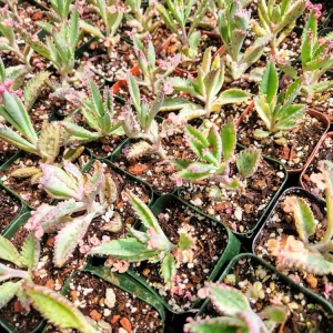 Variegated Pink Mother of Millions Live Plant - Kalanchoe Delagoensis - 2 inch Pot - Image 10