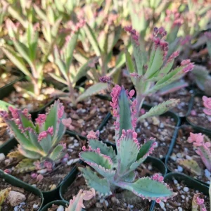 Variegated Pink Mother of Millions Live Plant - Kalanchoe Delagoensis - 2 inch Pot - Image 11
