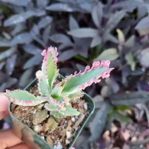 Variegated Pink Mother of Millions Live Plant - Kalanchoe Delagoensis - 2 inch Pot - Image 12
