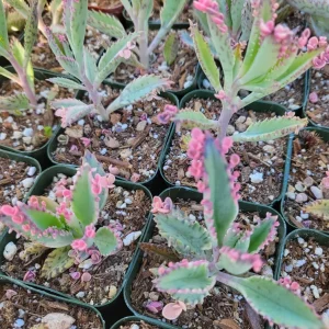 Variegated Pink Mother of Millions Live Plant - Kalanchoe Delagoensis - 2 inch Pot - Image 13