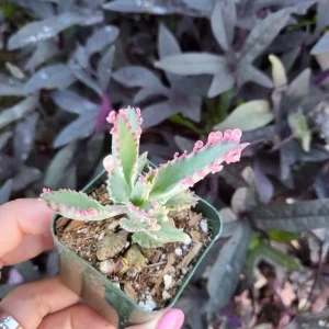 Variegated Pink Mother of Millions Live Plant - Kalanchoe Delagoensis - 2 inch Pot - Image 14