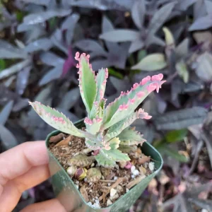 Variegated Pink Mother of Millions Live Plant - Kalanchoe Delagoensis - 2 inch Pot - Image 15