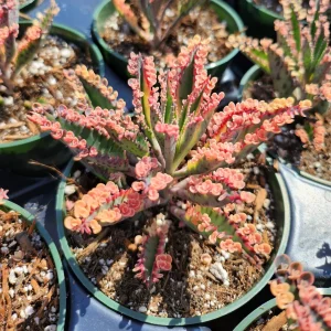 Variegated Pink Mother of Millions Live Plant - Kalanchoe Delagoensis - 2 inch Pot - Image 7