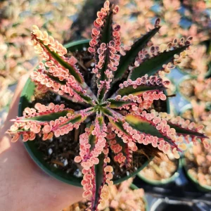 Variegated Pink Mother of Millions Live Plant - Kalanchoe Delagoensis - 2 inch Pot - Image 8