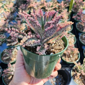 Variegated Pink Mother of Millions Live Plant - Kalanchoe Delagoensis - 2 inch Pot - Image 9