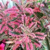 Variegated Pink Mother of Millions Live Plant - Kalanchoe Delagoensis - 2 inch Pot - Image 1