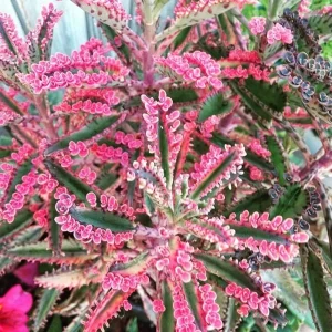Variegated Pink Mother of Millions Live Plant - Kalanchoe Delagoensis - 2 inch Pot - Image 1
