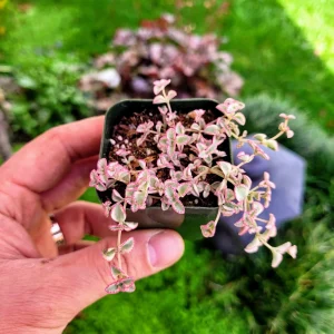 Variegated Sedum 'Little Missy' Live Succulent - 2 Inch Potted Plant - Image 1