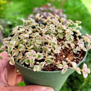 Variegated Sedum 'Little Missy' Live Succulent Plant 2 inch or 4 inch Pot - Image 10