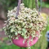 Variegated Sedum 'Little Missy' Live Succulent Plant 2 inch or 4 inch Pot - Image 1