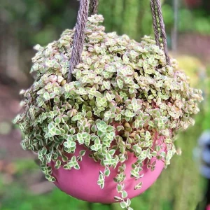 Variegated Sedum 'Little Missy' Live Succulent Plant 2 inch or 4 inch Pot - Image 1