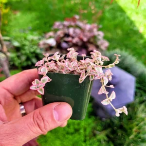 Variegated Sedum 'Little Missy' Live Succulent Plant 2 inch or 4 inch Pot - Image 8