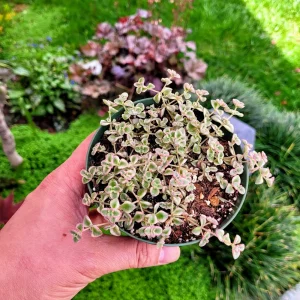 Variegated Sedum 'Little Missy' Live Succulent Plant 2 inch or 4 inch Pot - Image 9