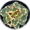 Variegated Strawberry Begonia Live Plant – Saxifraga stolonifera 'Tricolor' – 4 inch Pot – Indoor Houseplant - Image 1