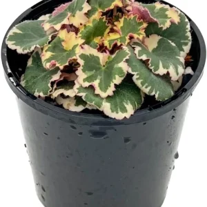 Variegated Strawberry Begonia Live Plant – Saxifraga stolonifera 'Tricolor' – 4 inch Pot – Indoor Houseplant - Image 4