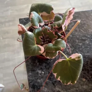 Variegated Strawberry Begonia Live Plant – Saxifraga stolonifera 'Tricolor' – 4 inch Pot – Indoor Houseplant - Image 6