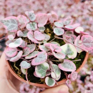Variegated String of Hearts Live Plant 4