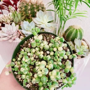 Variegated String of Hearts Live Plant 4