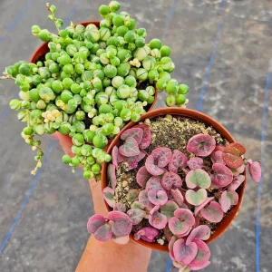Variegated String of Hearts Live Plant 4