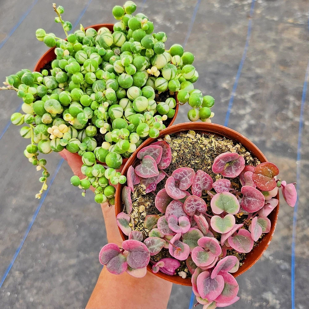 Variegated String of Hearts Live Plant 4" Pot - VSOH Trailing Houseplant - Image 1