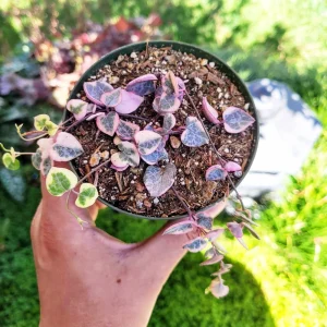 Variegated String of Hearts Live Plant – Ceropegia Woodii – 4 inch Pot – Indoor Trailing Vine - Image 2