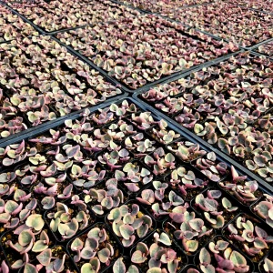 Variegated String of Hearts Live Plant, Ceropegia Woodii, Rosary Vine, 2 inch or 4 inch Pot - Image 2