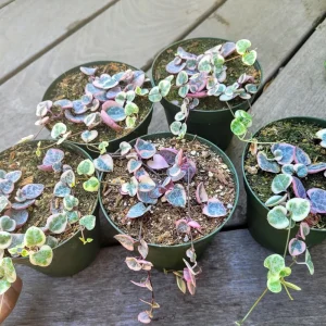 Variegated String of Hearts Live Plant – Ceropegia Woodii – 4 inch Pot – Indoor Trailing Vine - Image 3