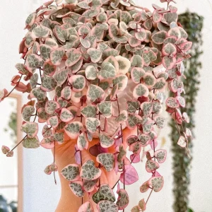 Variegated String of Hearts Live Plant - Ceropegia Woodii - 2 inch or 4 inch Pot - Indoor - Image 3