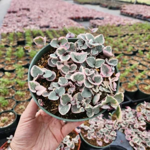 Variegated String of Hearts Live Plant, Ceropegia Woodii, Rosary Vine, 2 inch or 4 inch Pot - Image 3