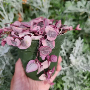 Variegated String of Hearts Live Plant – Ceropegia Woodii – 2