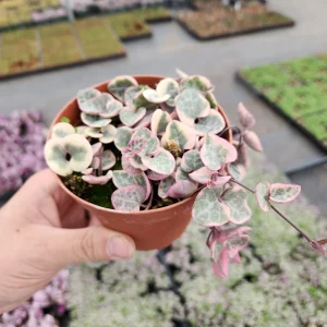 Variegated String of Hearts Live Plant, Ceropegia Woodii, Rosary Vine, 2 inch or 4 inch Pot - Image 4