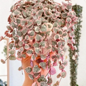 Variegated String of Hearts Live Plant – Ceropegia Woodii – 2