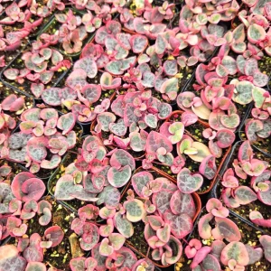 Variegated String of Hearts Live Plant - Ceropegia Woodii - 2 inch or 4 inch Pot - Indoor - Image 5