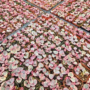 Variegated String of Hearts Live Plant – Ceropegia Woodii – 2