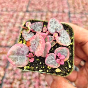 Variegated String of Hearts Live Plant – Ceropegia Woodii – 2
