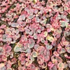 Variegated String of Hearts Live Plant – Ceropegia Woodii – 2" or 4" Pot – Indoor - Image 1
