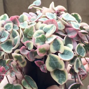 Variegated String of Hearts Live Plant, Ceropegia Woodii, Rosary Vine, 2 inch or 4 inch Pot - Image 1