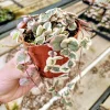 Variegated String of Hearts Live Plant – Ceropegia Woodii – 4 inch Pot – Indoor Trailing Vine - Image 1