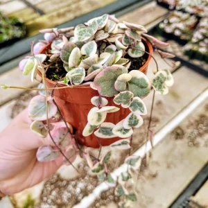 Variegated String of Hearts Live Plant – Ceropegia Woodii – 4 inch Pot – Indoor Trailing Vine - Image 1