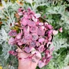 Variegated String of Hearts Live Plant - Ceropegia Woodii - 2 inch or 4 inch Pot - Indoor - Image 1