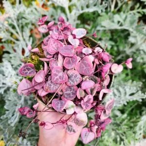 Variegated String of Hearts Live Plant - Ceropegia Woodii - 2 inch or 4 inch Pot - Indoor - Image 1