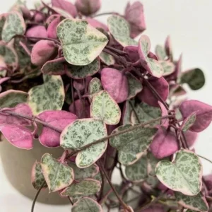 Variegated String of Hearts Live Plant – Trailing Succulent – Cream Pink Foliage – 2 inch Pot – Indoor - Image 3