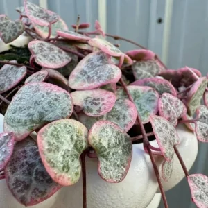 Variegated String of Hearts Live Plant – Trailing Succulent Ceropegia Woodii – 4 inch Pot - Image 3