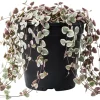 Variegated String of Hearts Live Plant – Trailing Succulent Ceropegia Woodii – 4 inch Pot - Image 1