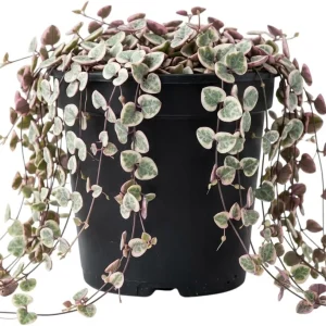 Variegated String of Hearts Live Plant – Trailing Succulent Ceropegia Woodii – 4 inch Pot - Image 1