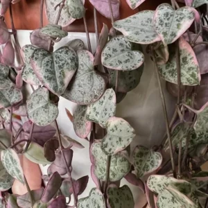 Variegated String of Hearts Live Plant – Trailing Succulent – Cream Pink Foliage – 2 inch Pot – Indoor - Image 4