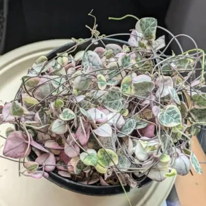 Variegated String of Hearts Live Plant – Trailing Succulent – 6 inch Pot – Indoor - Image 5