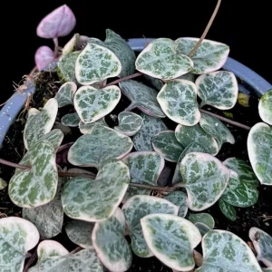 Variegated String of Hearts Live Plant – Trailing Succulent – Cream Pink Foliage – 2 inch Pot – Indoor - Image 5